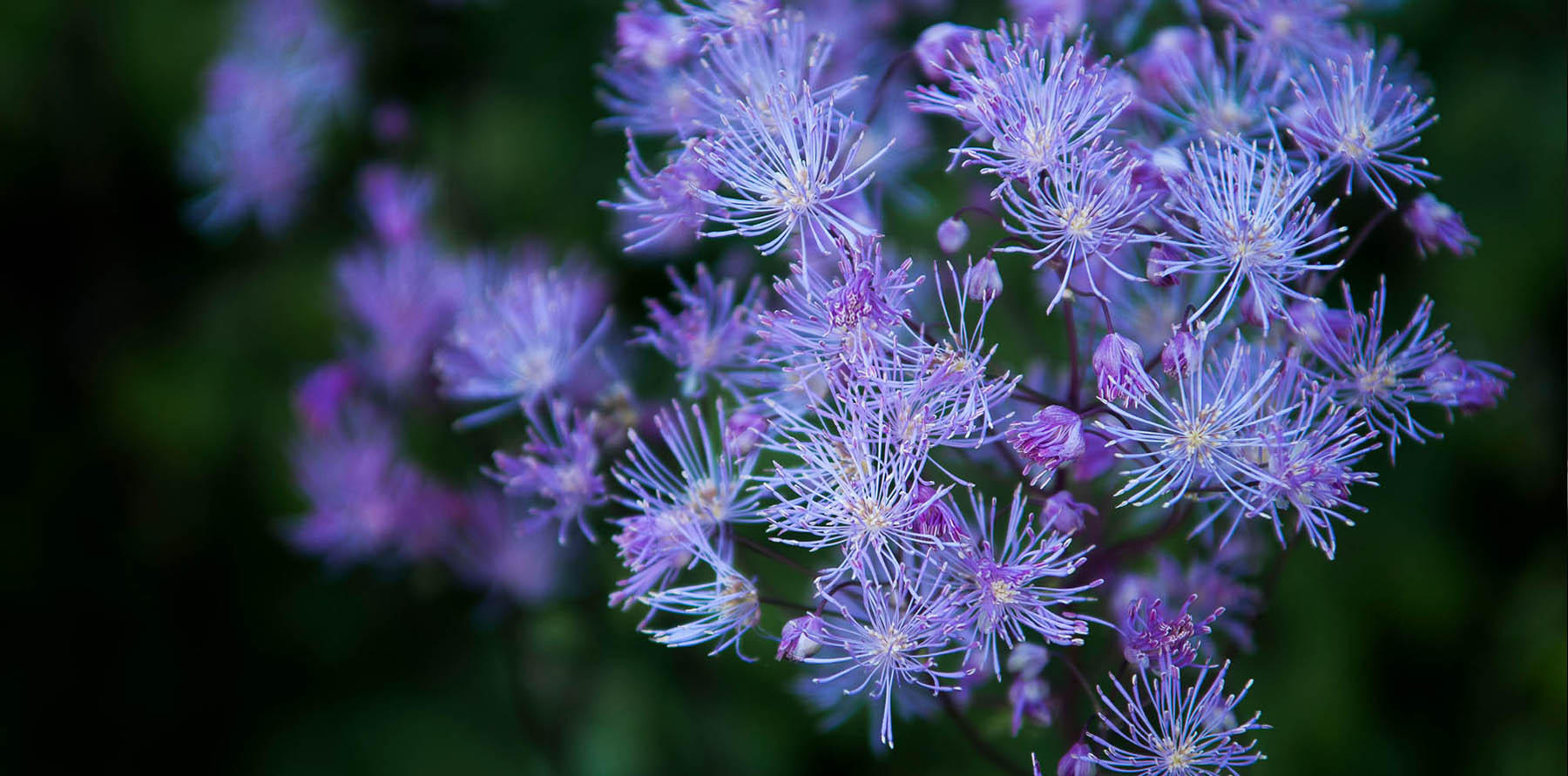 Botanical Photography