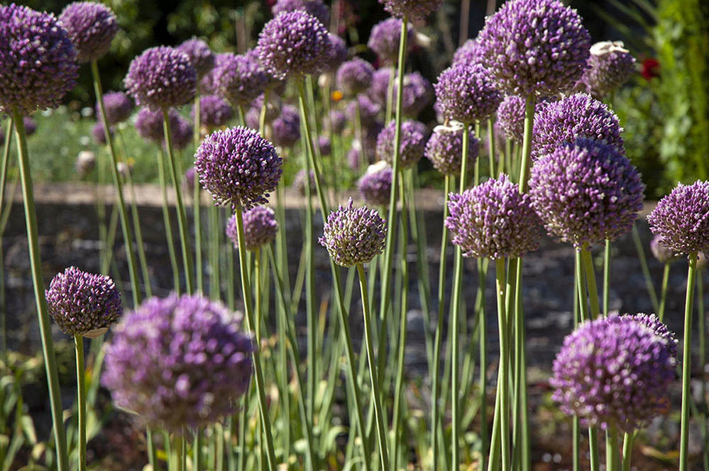 Alium