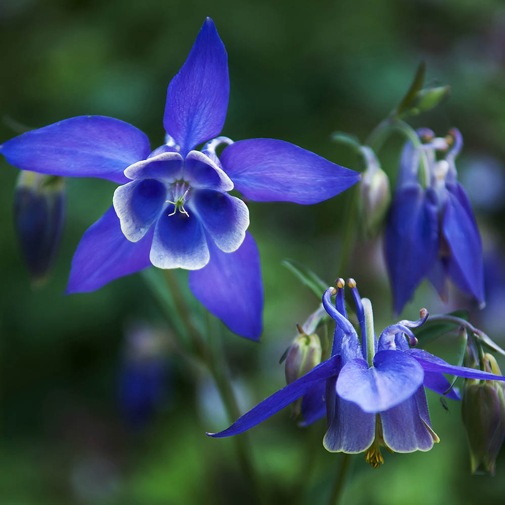 aquilegia