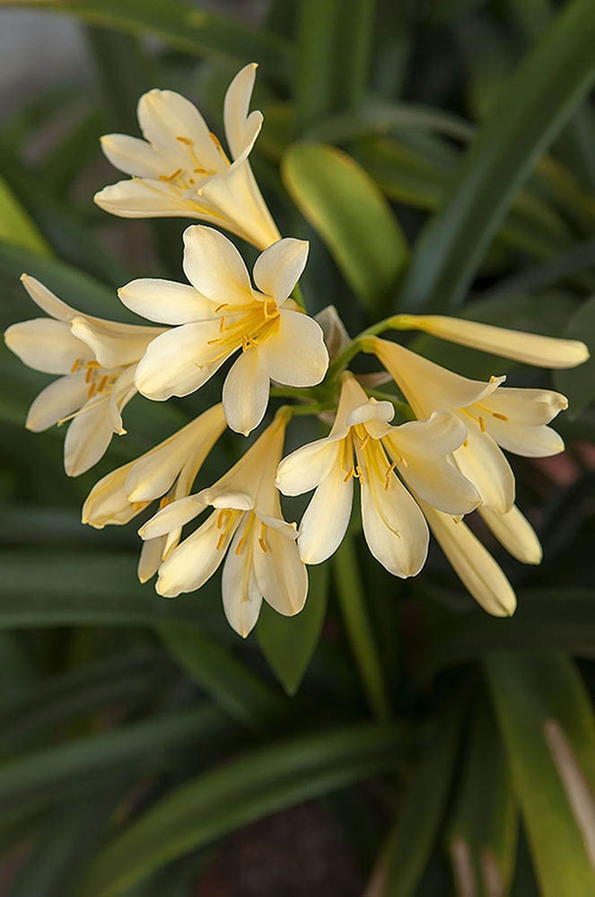 frangipani