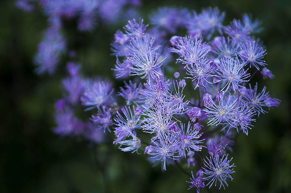 meadow rue