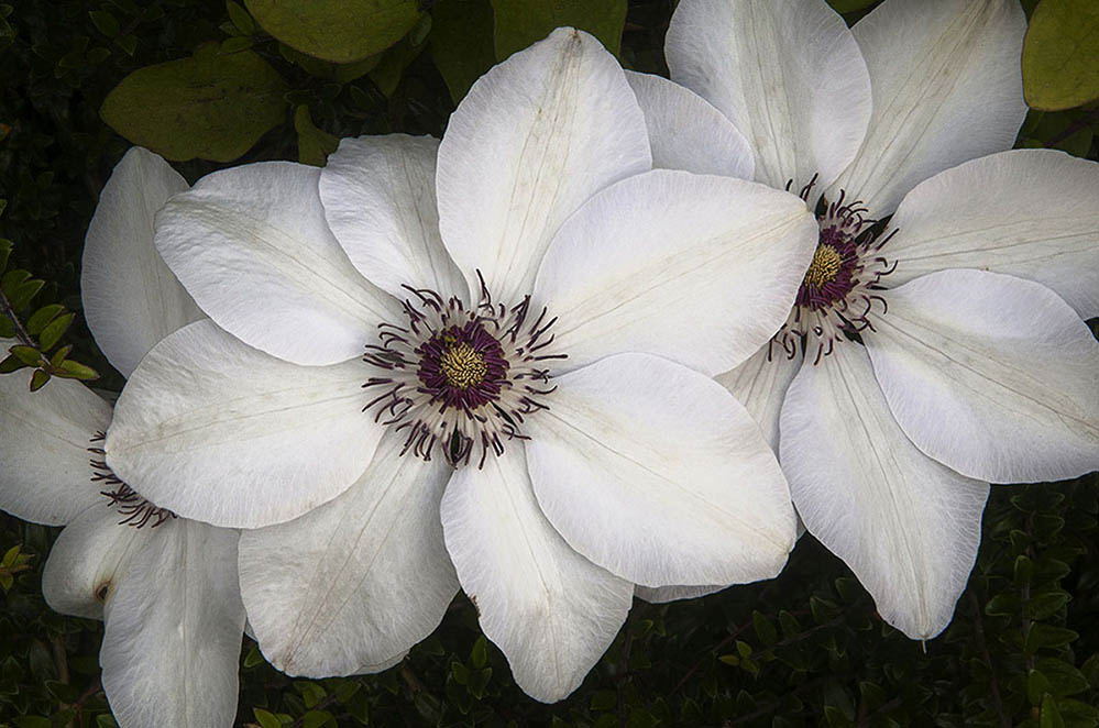 honeysuckle