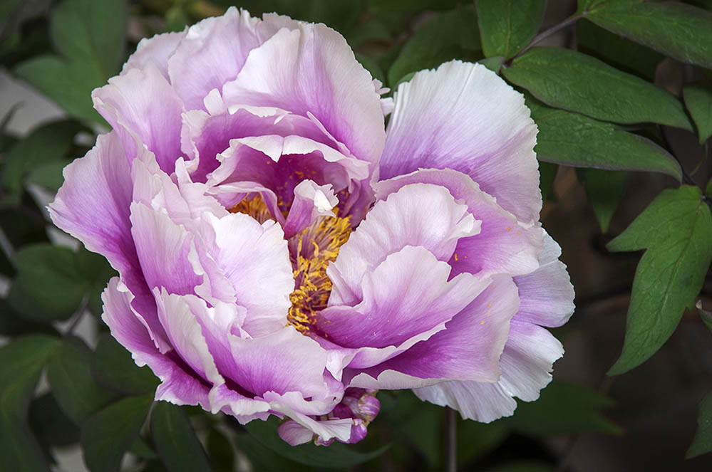 tree peony