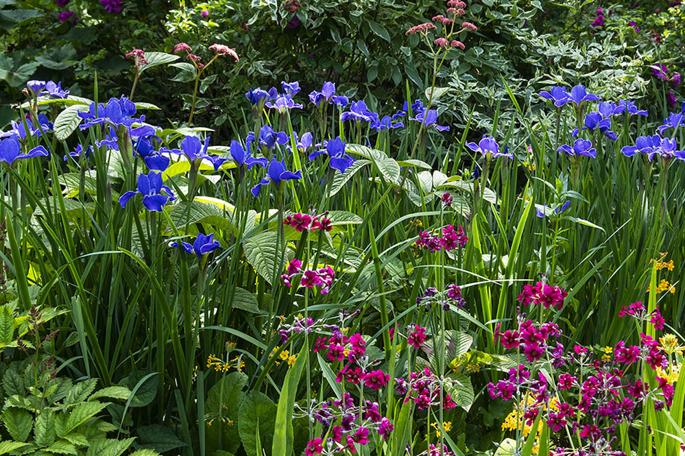 Wildflowewr meadow