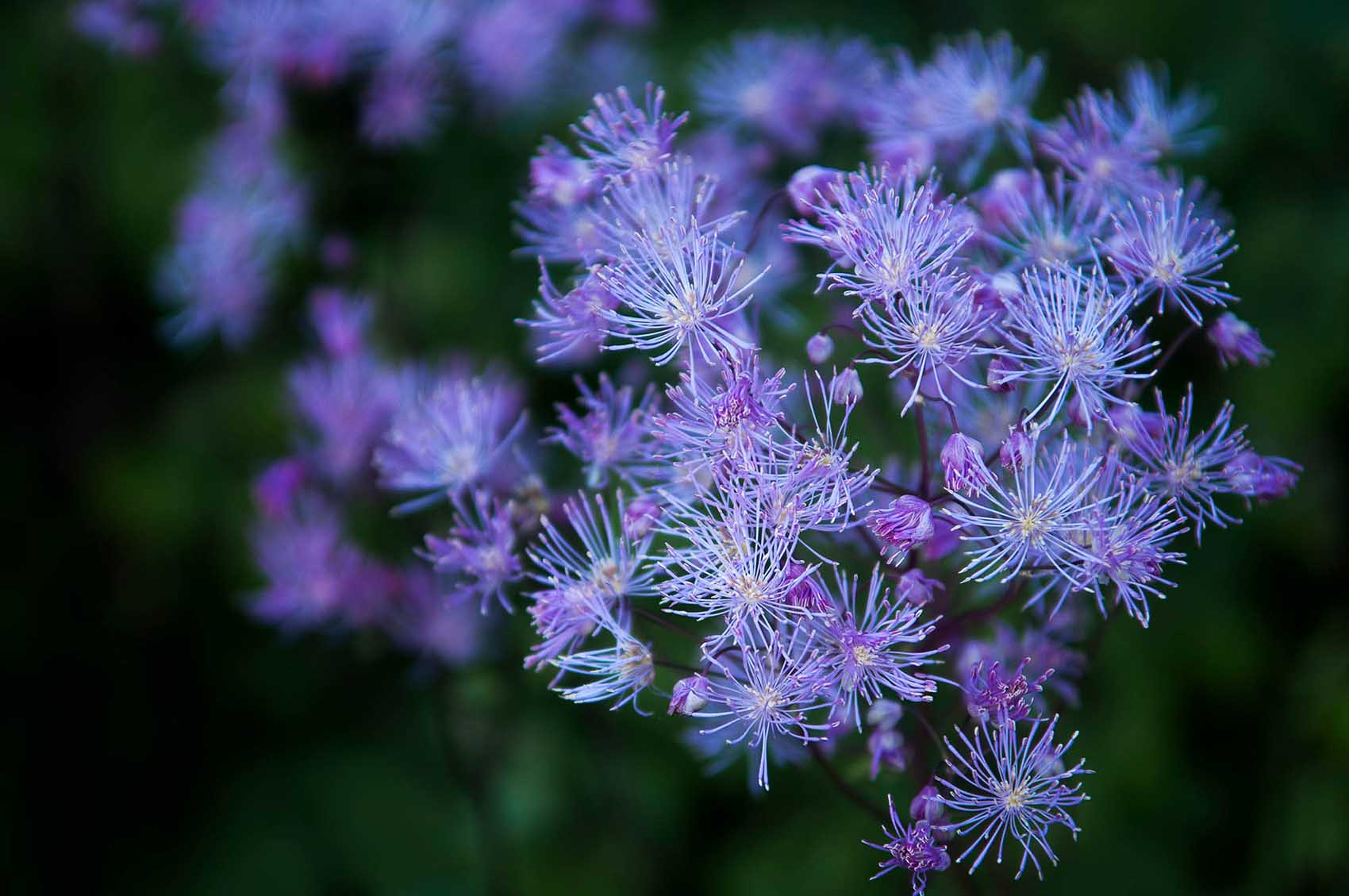 Welsh Botanical Photography in Powys