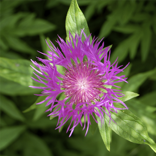 learn botanical photography
